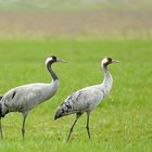 Les grues cendrées dans les Barthe