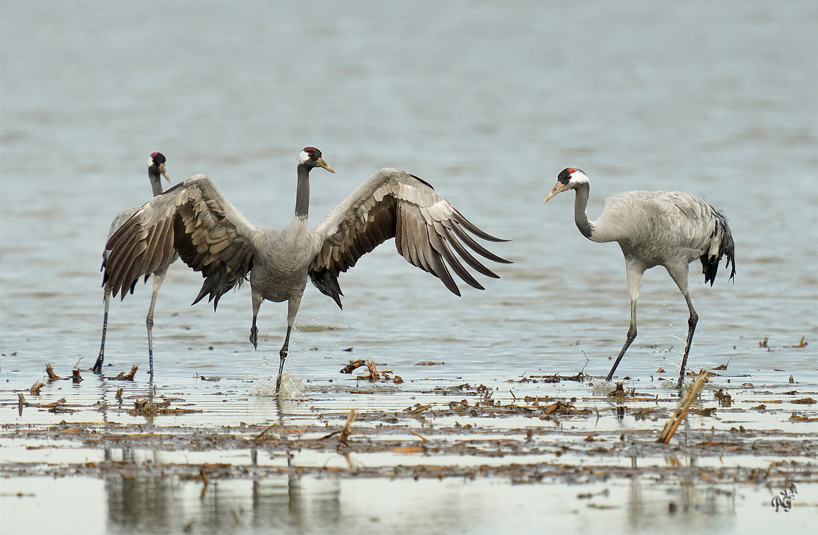 Les grues cendrées dans les barthes