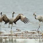 Les grues cendrées dans les barthes