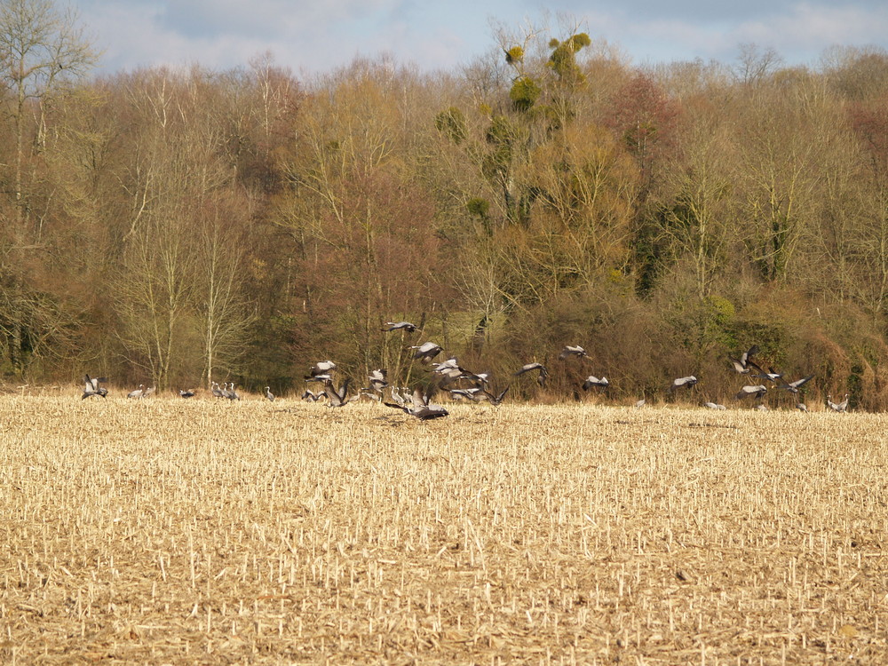 les grues