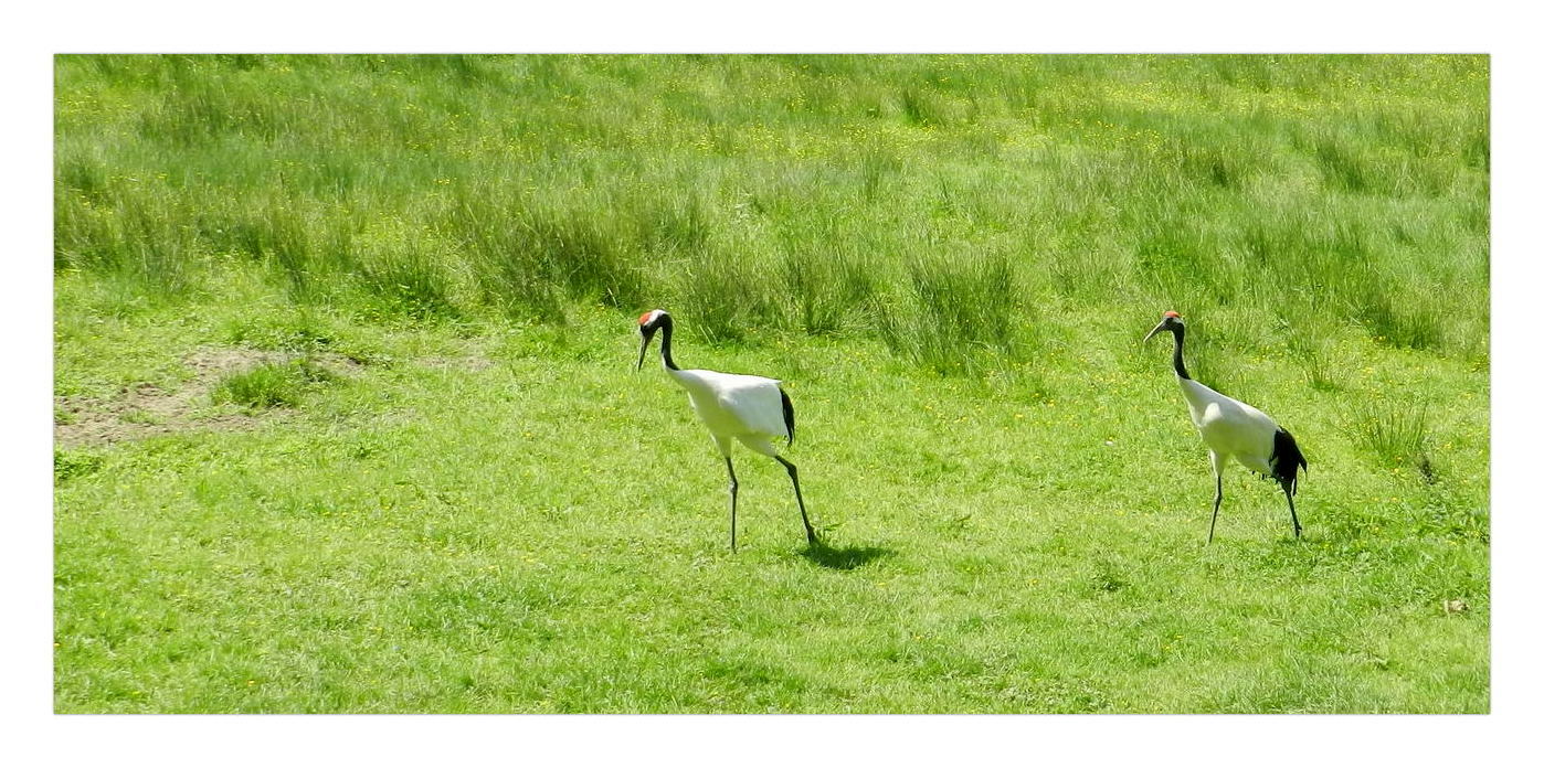 les grues