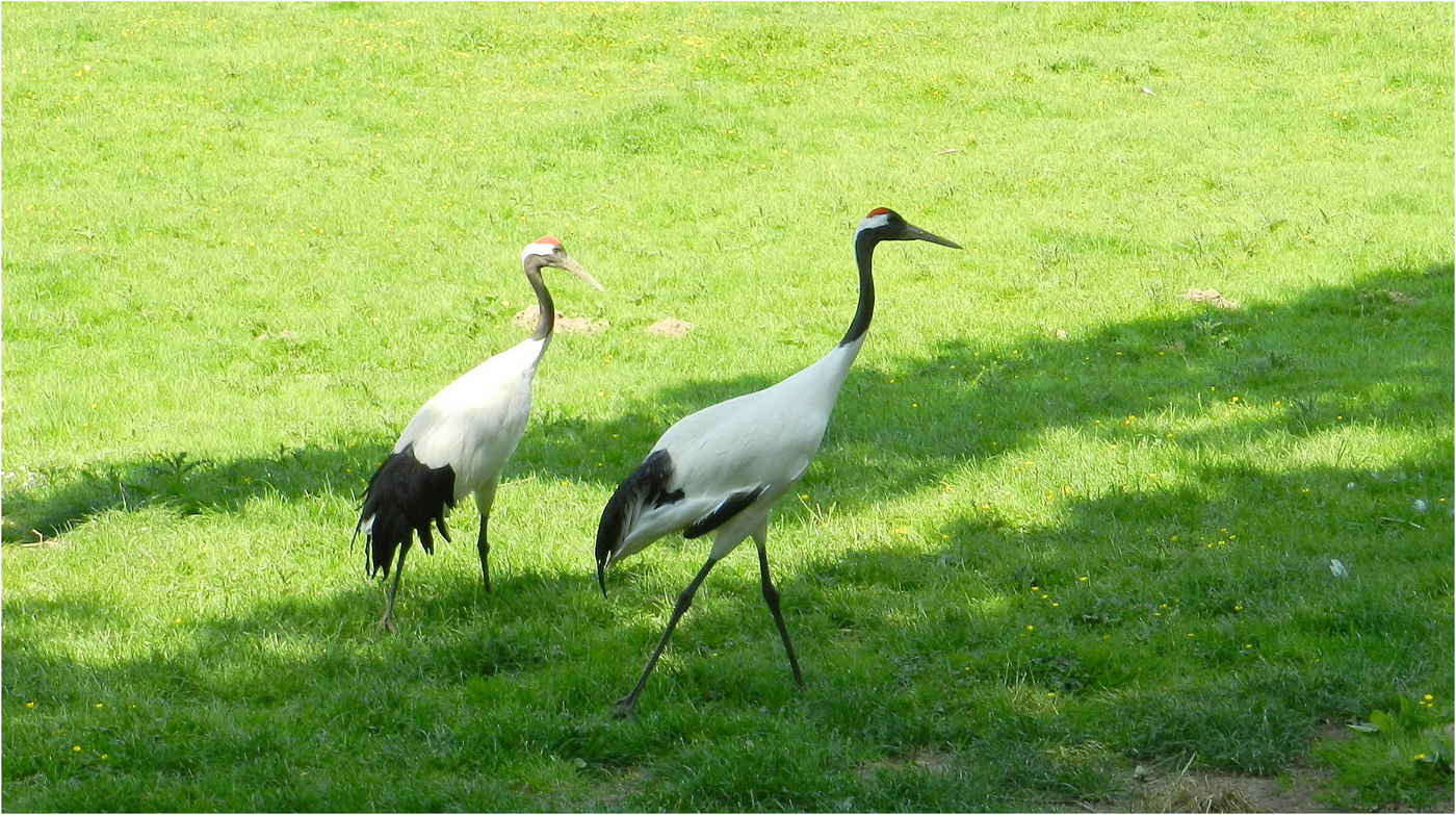 les grues