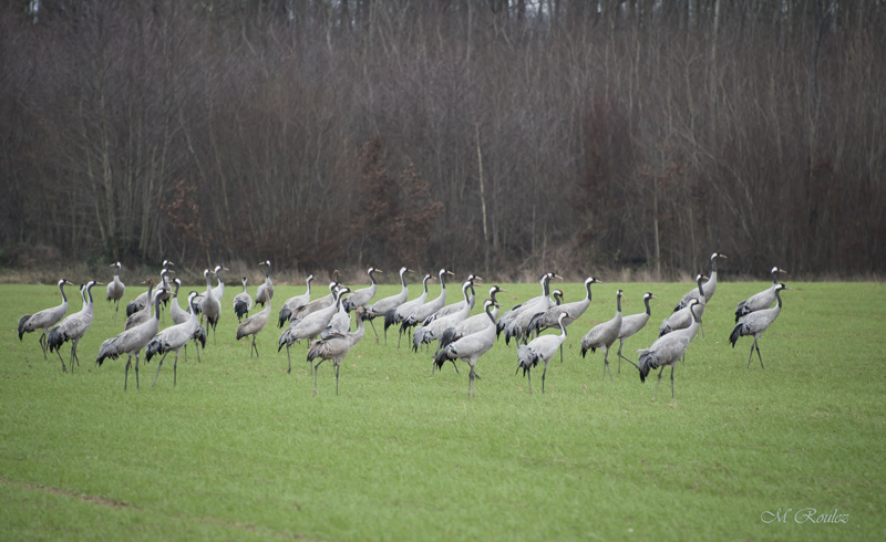 Les grues en région du lac du Der (Marne)