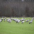 Les grues en région du lac du Der (Marne)