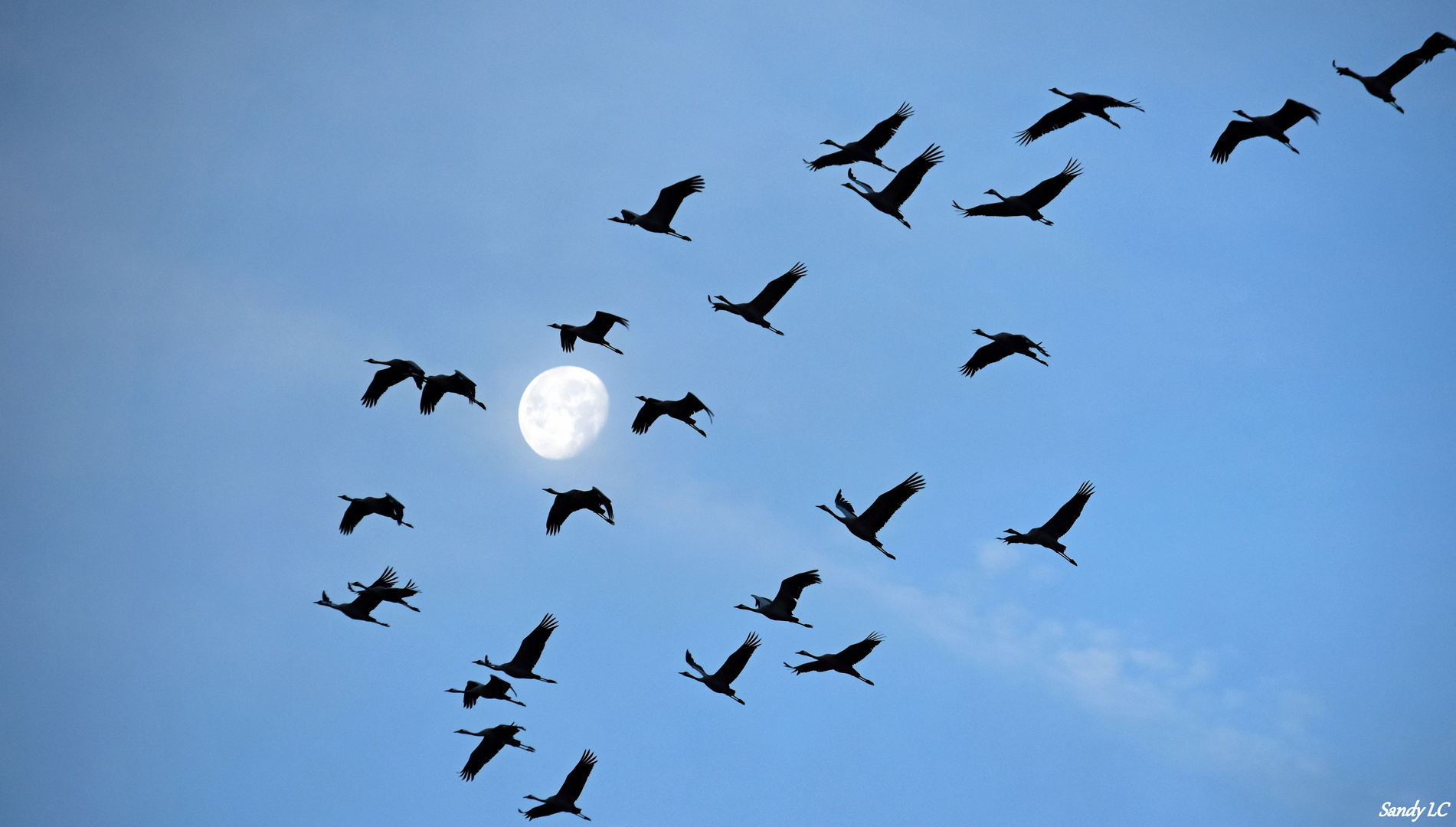 Les grues et la lune