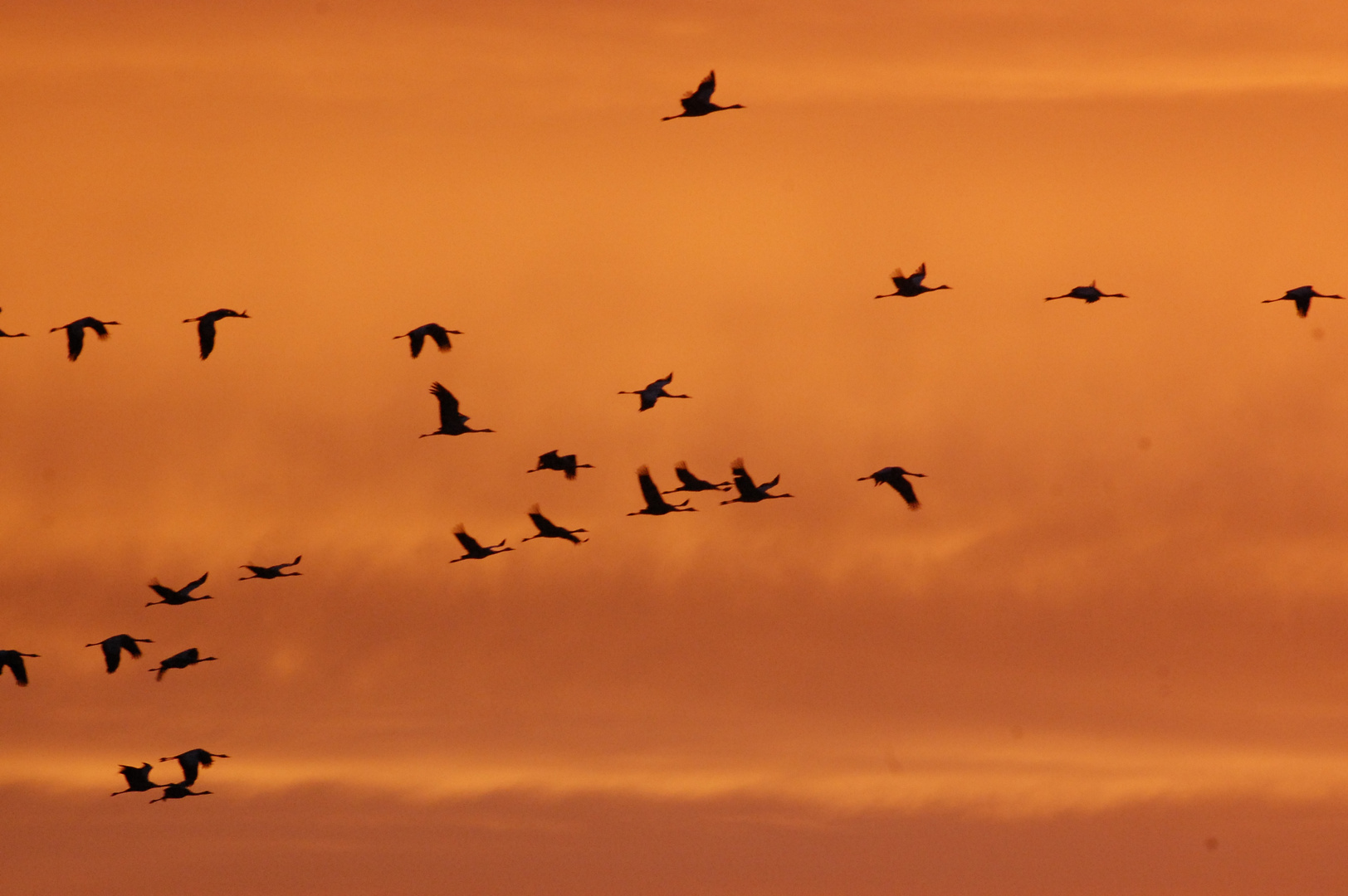 les grues s'envole