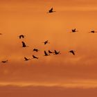 les grues s'envole