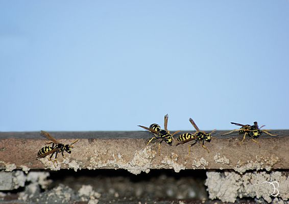 Les guêpes