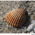 " Les habitants de la plage "