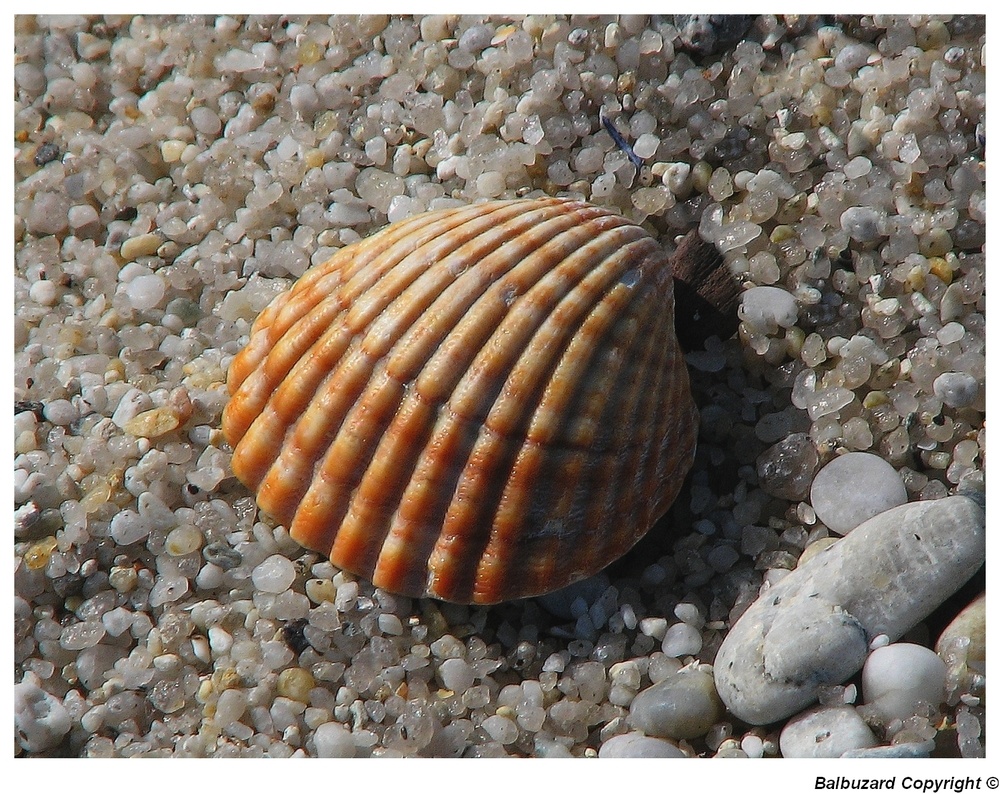 " Les habitants de la plage "