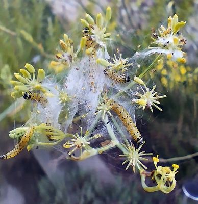 Les habitants de mon jardin !