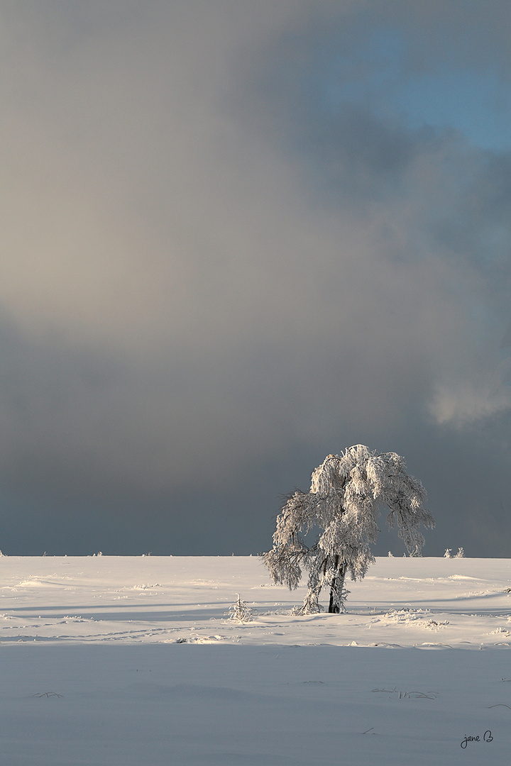 Les hautes Fagnes