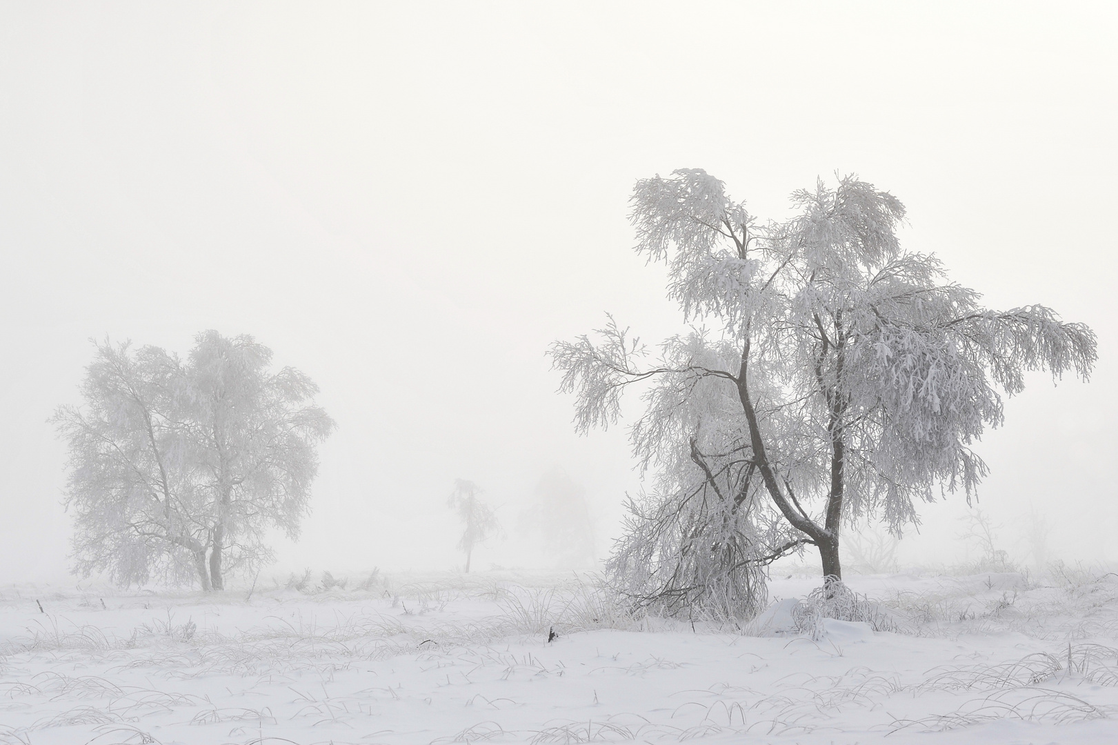 Les Hautes Fagnes