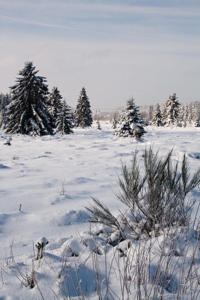 Les Hautes Fagnes enneigés