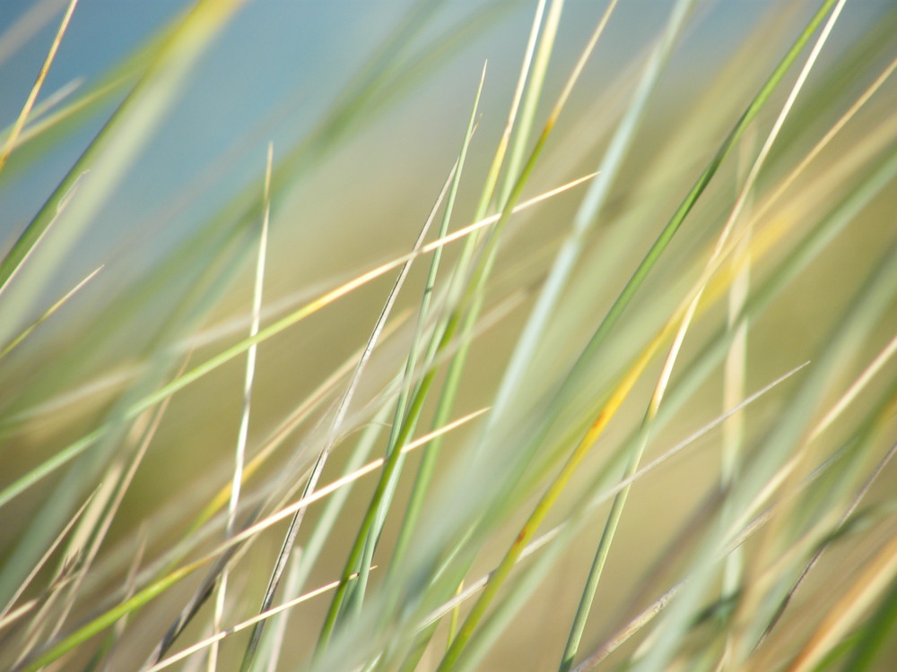 les herbes sur les dunes