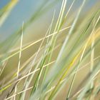 les herbes sur les dunes