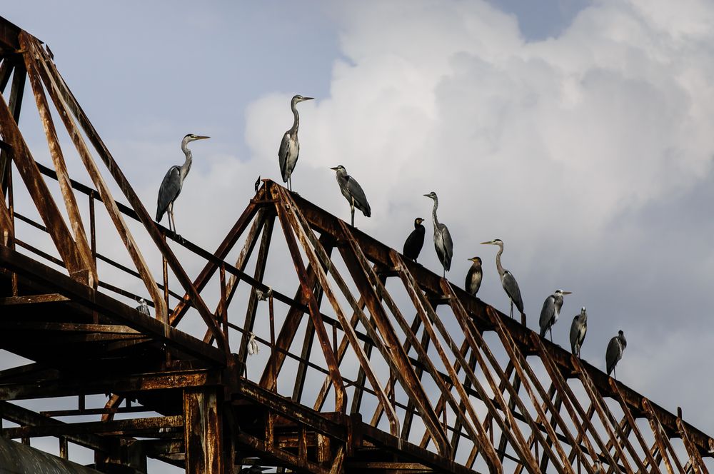 Les Herons en pause