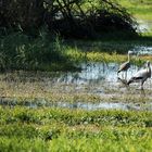 les hérons et la cigogne !