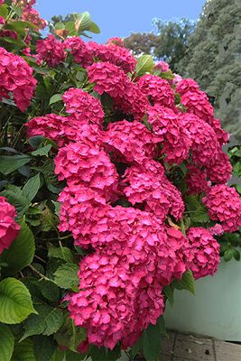 LES HORTENSIAS DE TURENNE N°2