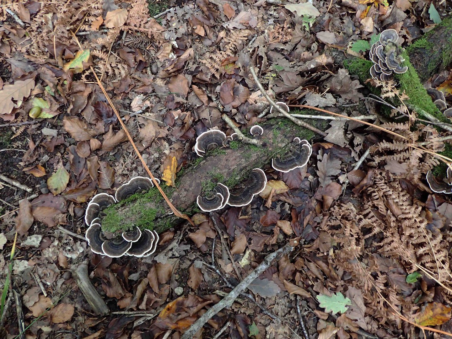 les huîtres de la forêt ?