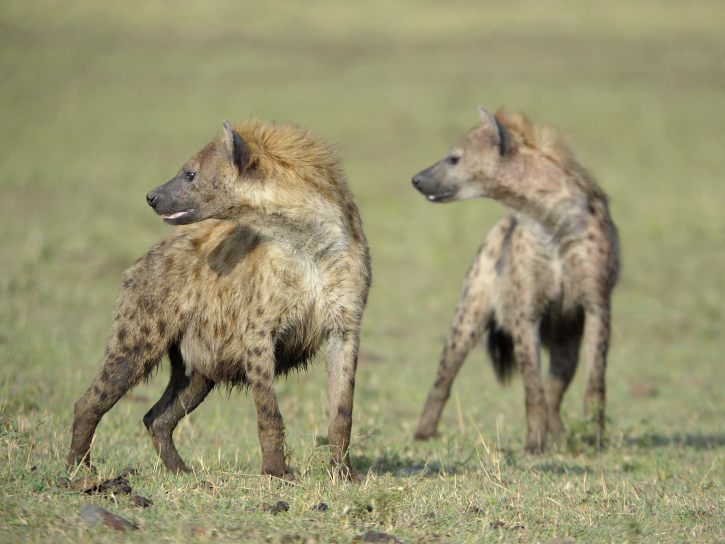 Les Hyènes aux aguets