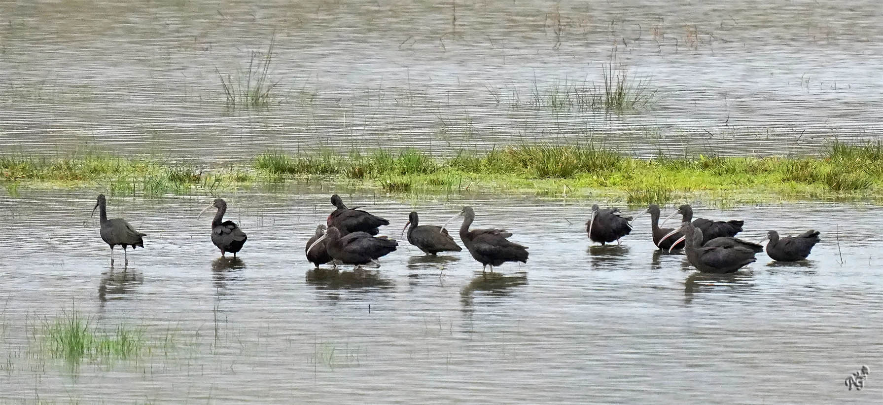 Les ibis dans les Barthes ...