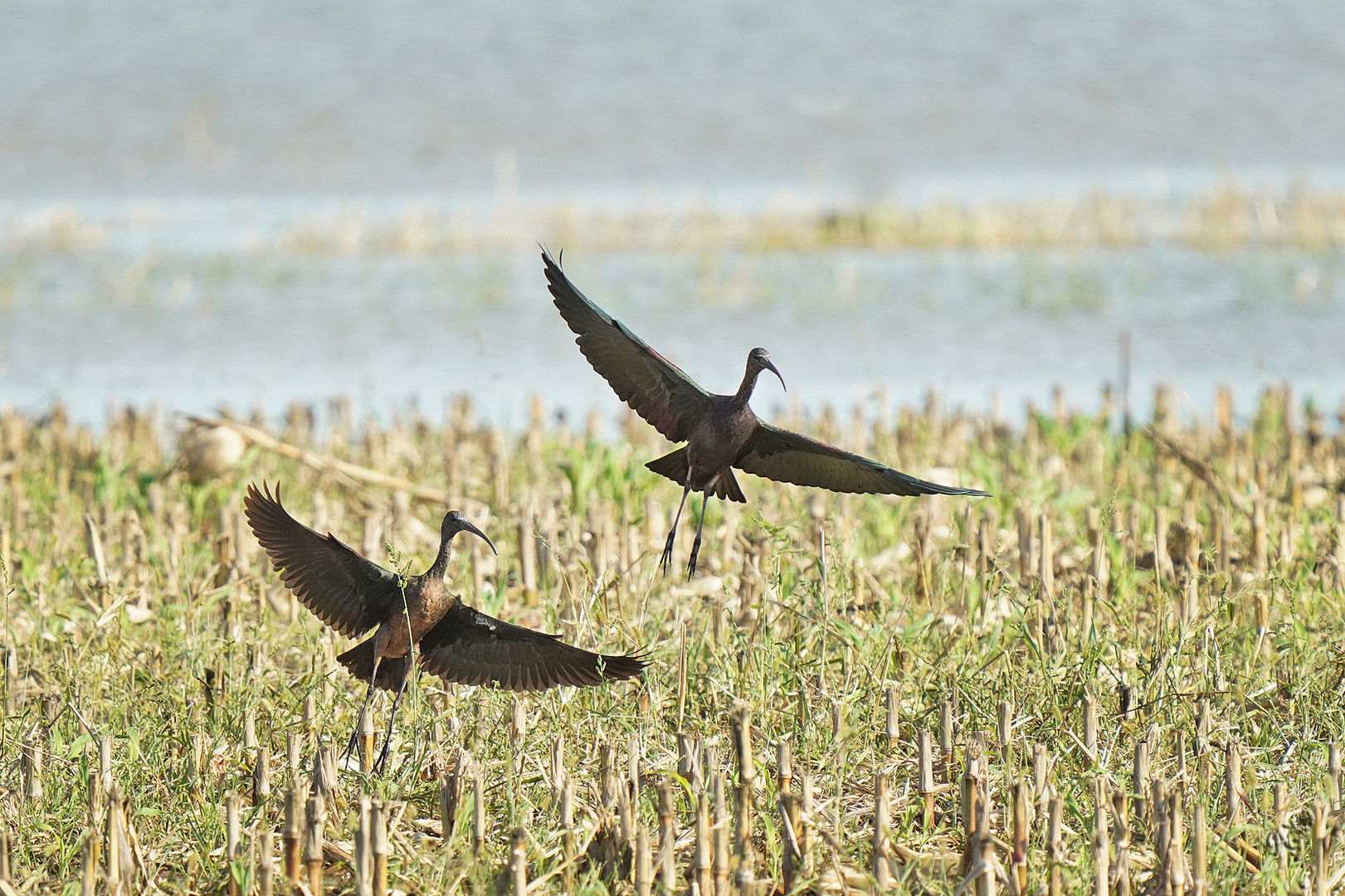 Les ibis falcinelles au marais (2)