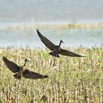 Les ibis falcinelles au marais (2)