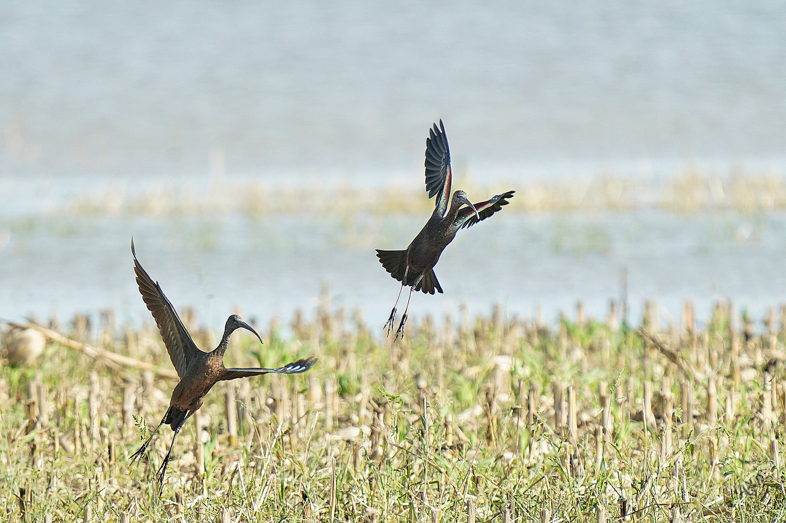 Les ibis falcinelles au marais....