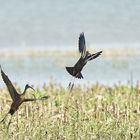 Les ibis falcinelles au marais....