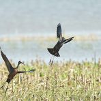 Les ibis falcinelles au marais....