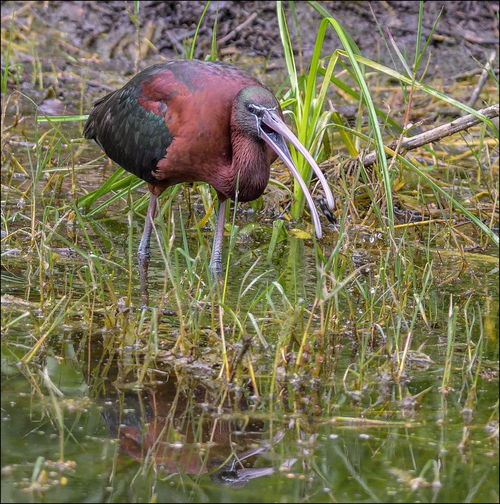 Les Ibis,pas commodes certains lol