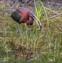 Les Ibis,pas commodes certains lol