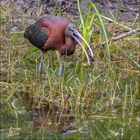 Les Ibis,pas commodes certains lol