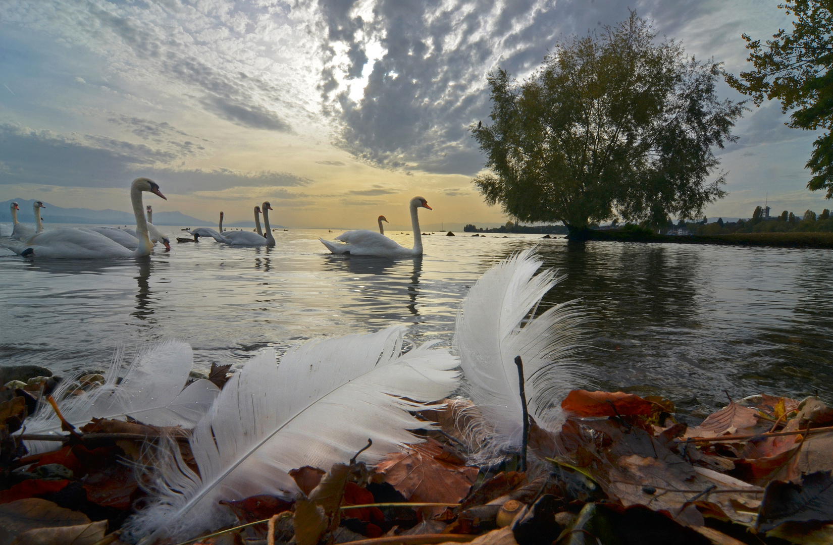 Les immaculés et impeccables cygnes du Léman.