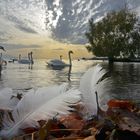 Les immaculés et impeccables cygnes du Léman.