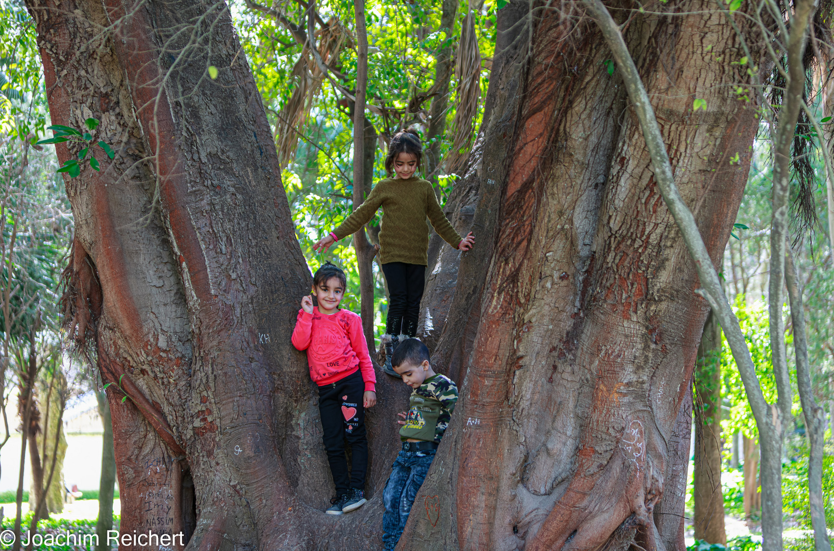 Les immenses arbres servent également de terrain d'aventure pour les enfants.