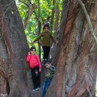 Les immenses arbres servent également de terrain d'aventure pour les enfants.