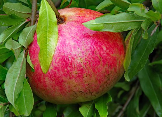 les" immenses" grenades du jardin...