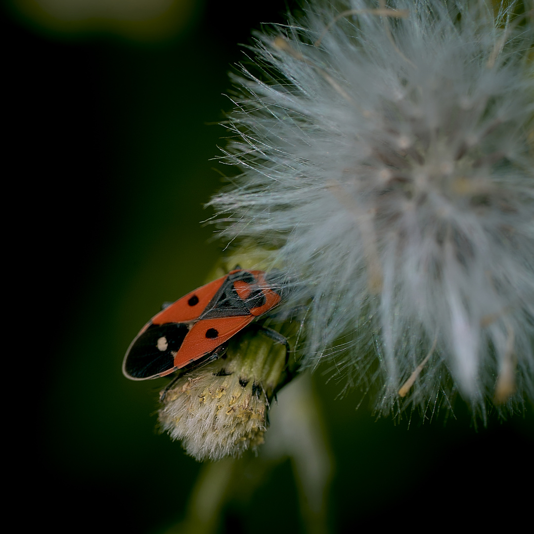 Les Insectes 