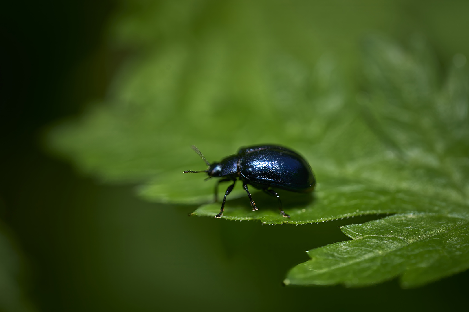 Les Insectes 