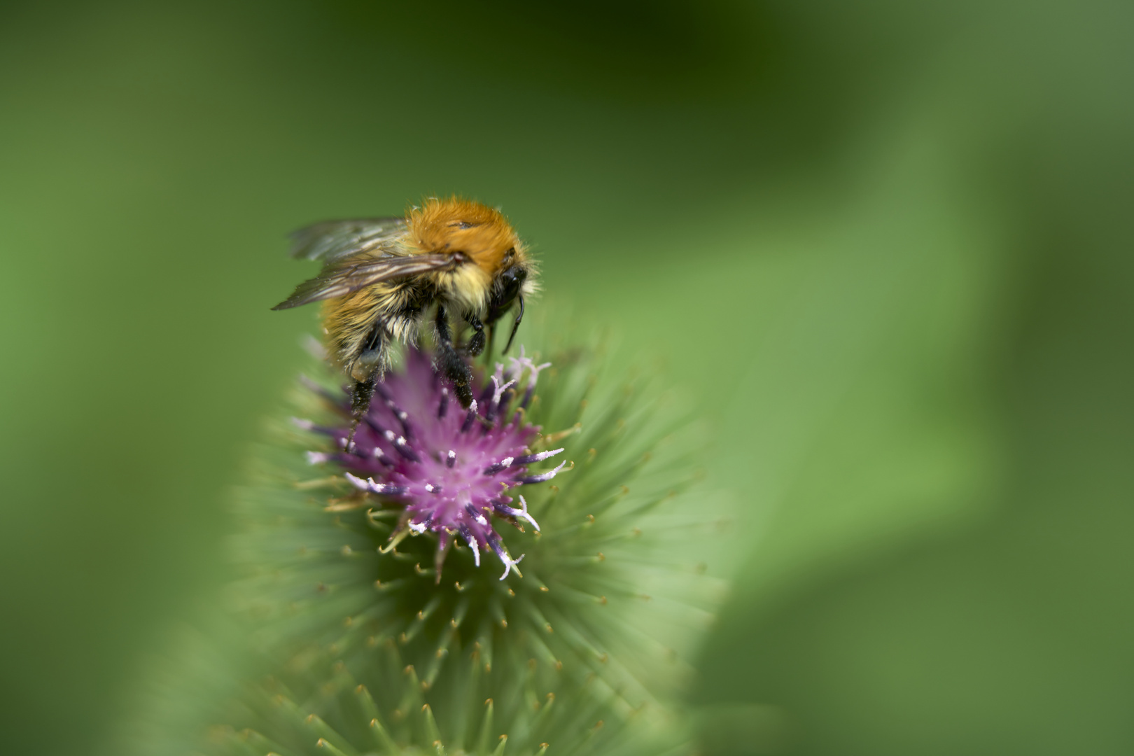 Les insectes de chardons