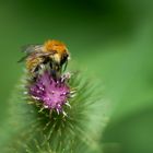 Les insectes de chardons