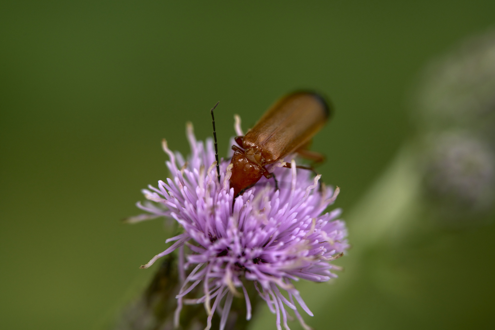 Les insectes de chardons