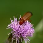 Les insectes de chardons