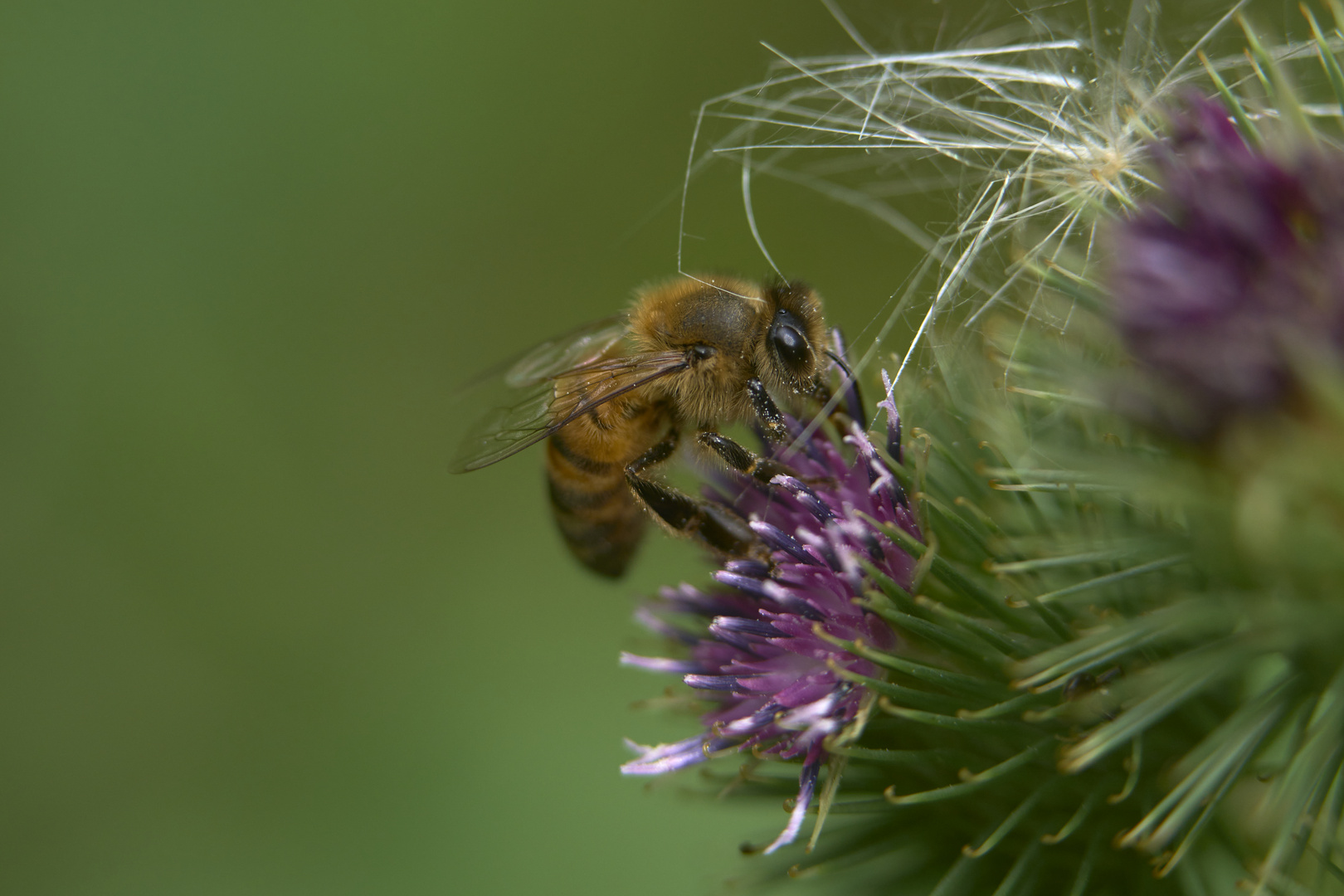 Les insectes de chardons