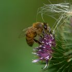 Les insectes de chardons