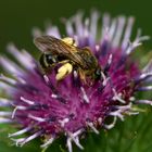 Les insectes de chardons