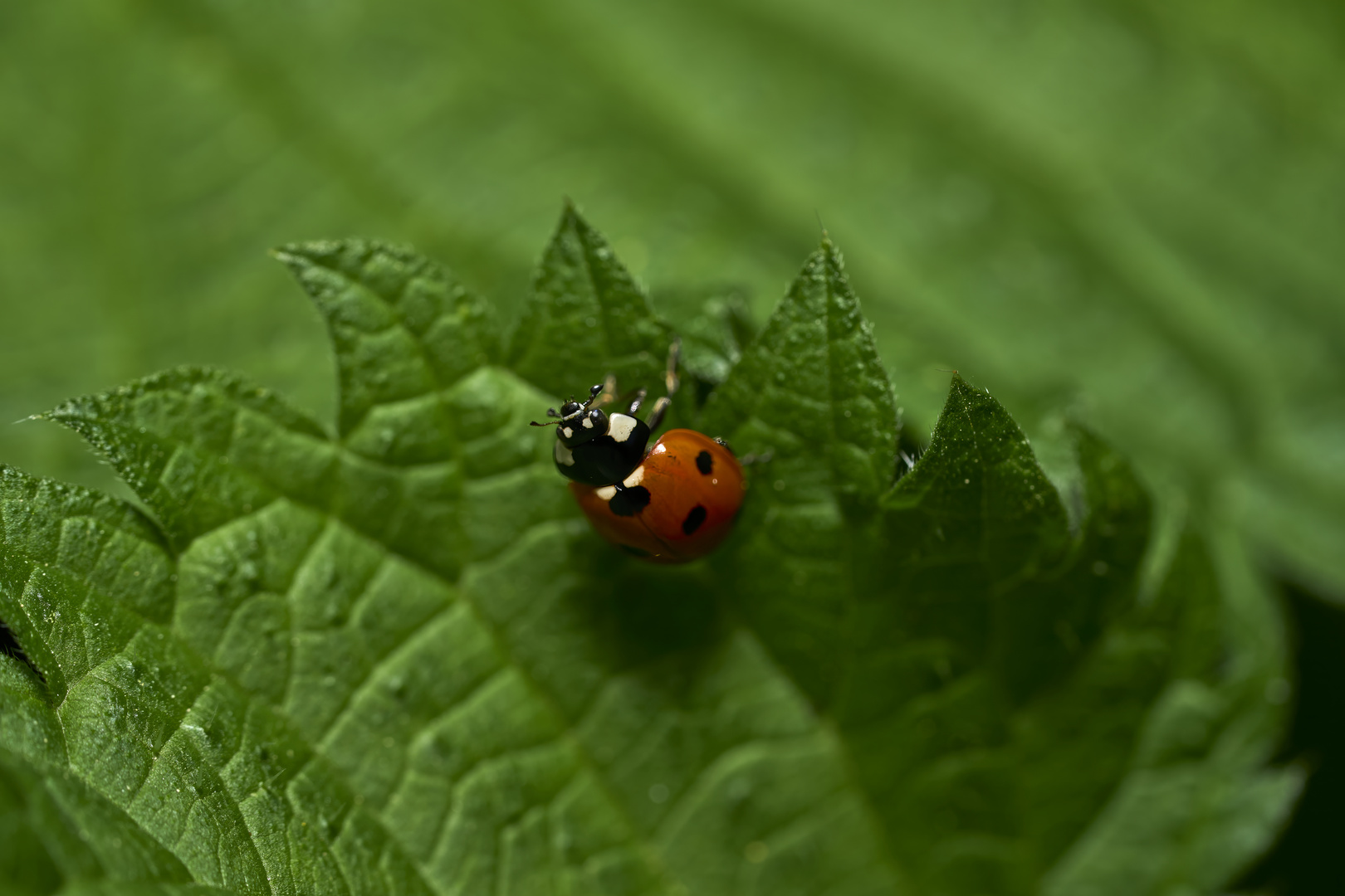 Les Insectes 