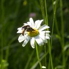 les insectes et la nature